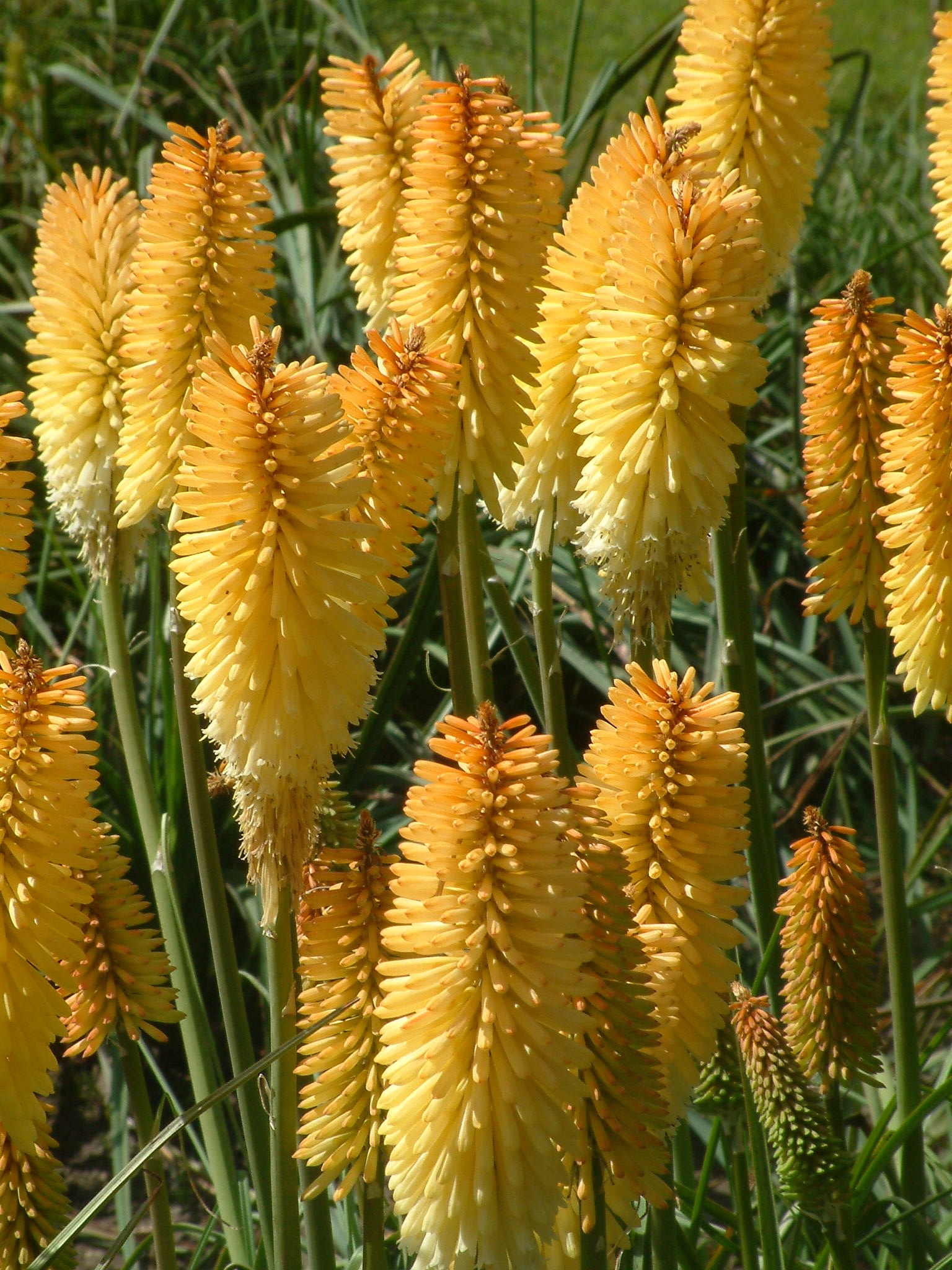 Kniphofia 'Moonstone'